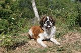 SAINT BERNARD 036